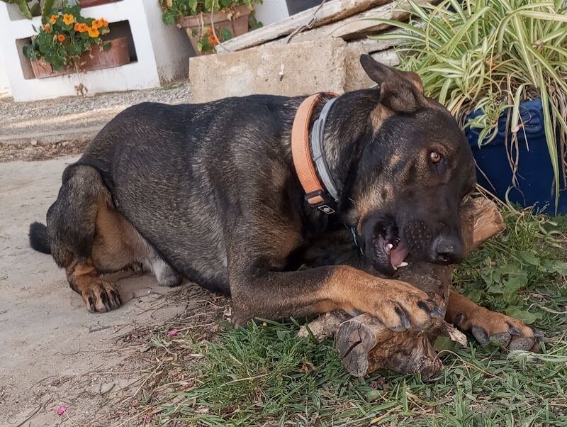 Imagen de Popeye Educación Canina