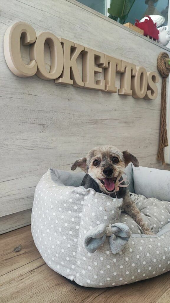 Imagen de Cokettos Peluqueria y Spa de Mascotas