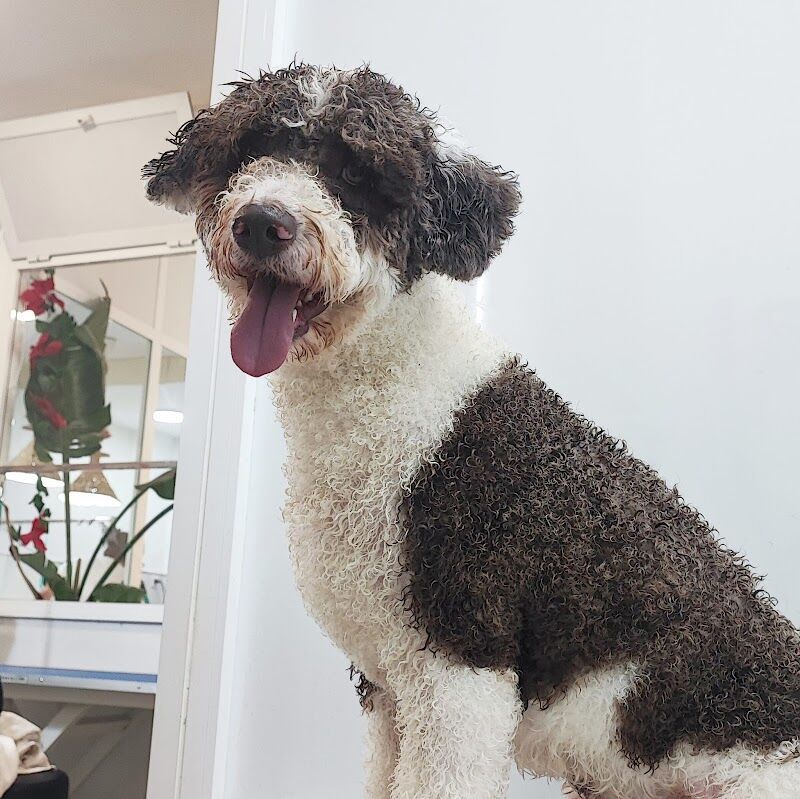 Imagen de Cokettos Peluqueria y Spa de Mascotas