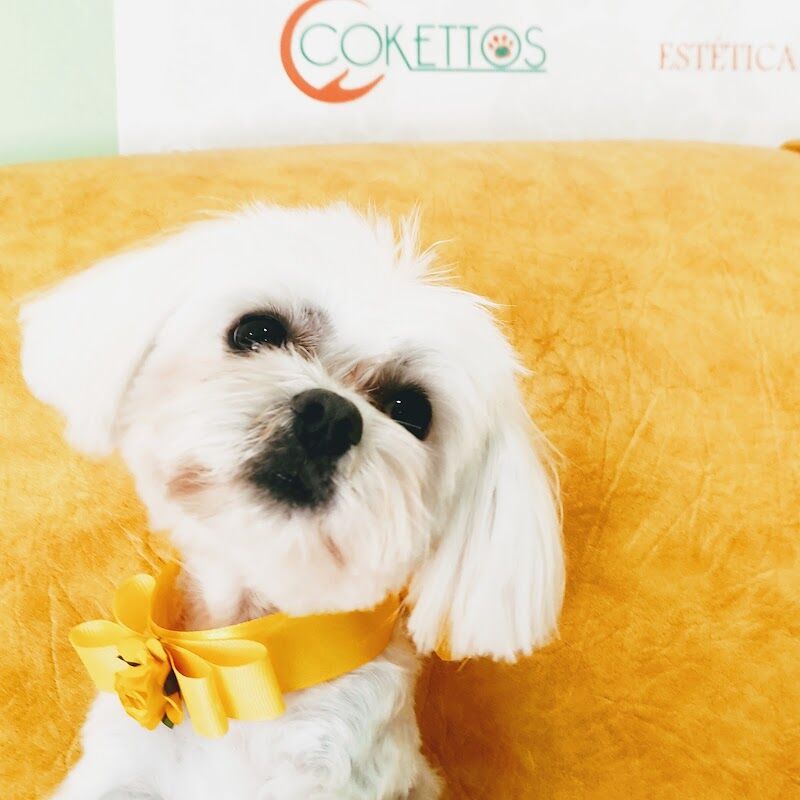 Imagen de Cokettos Peluqueria y Spa de Mascotas