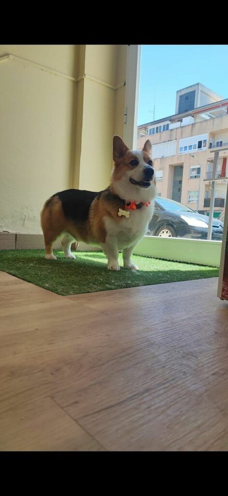 Imagen de Cokettos Peluqueria y Spa de Mascotas