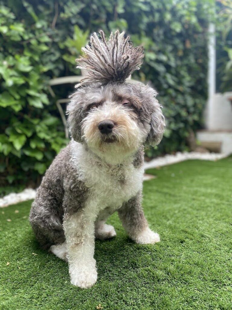 Imagen de Cokettos Peluqueria y Spa de Mascotas