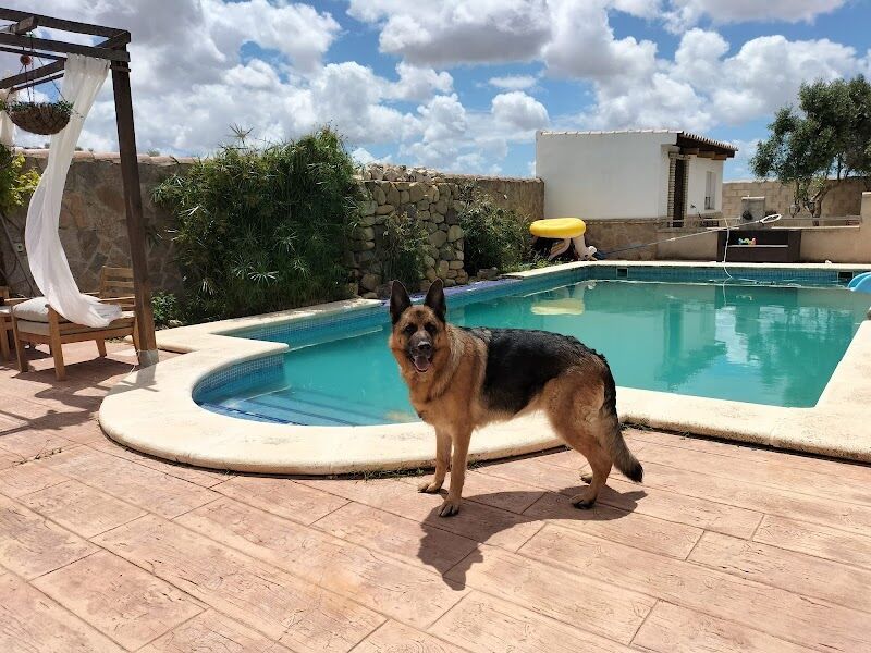 Imagen de negocio en Guardería para mascotas en Provincia de Cádiz