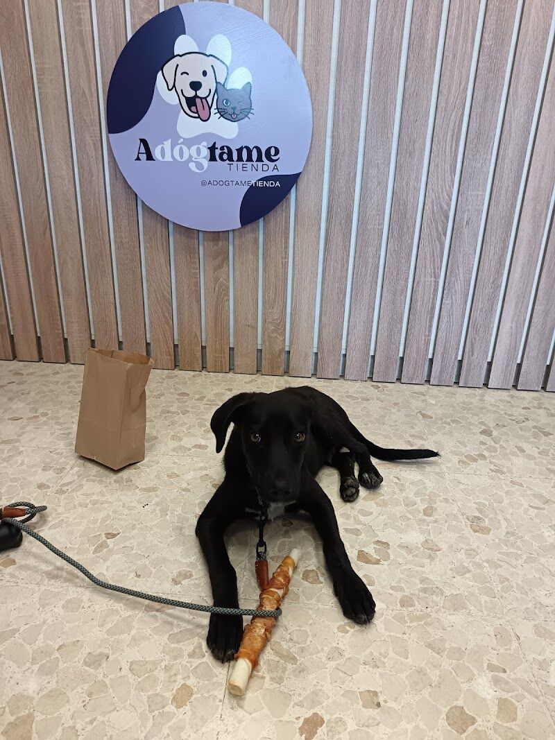 Imagen de negocio en Higiene dental para mascotas en Provincia de Cádiz