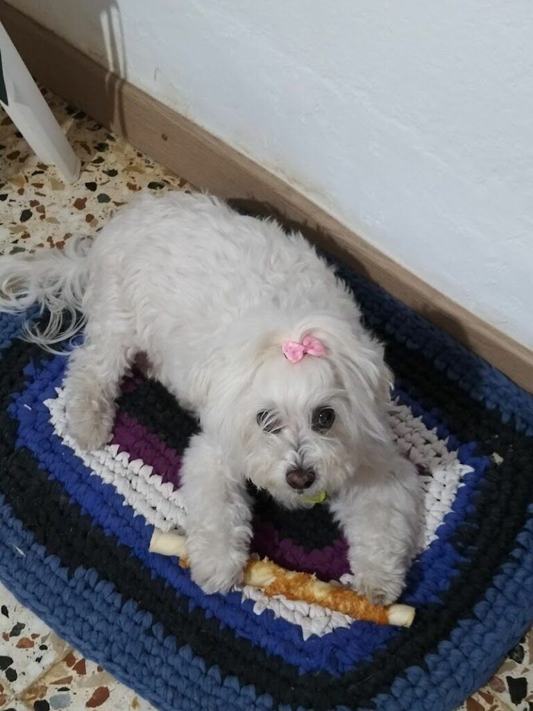 Imagen de Adógtame Tienda de Mascotas