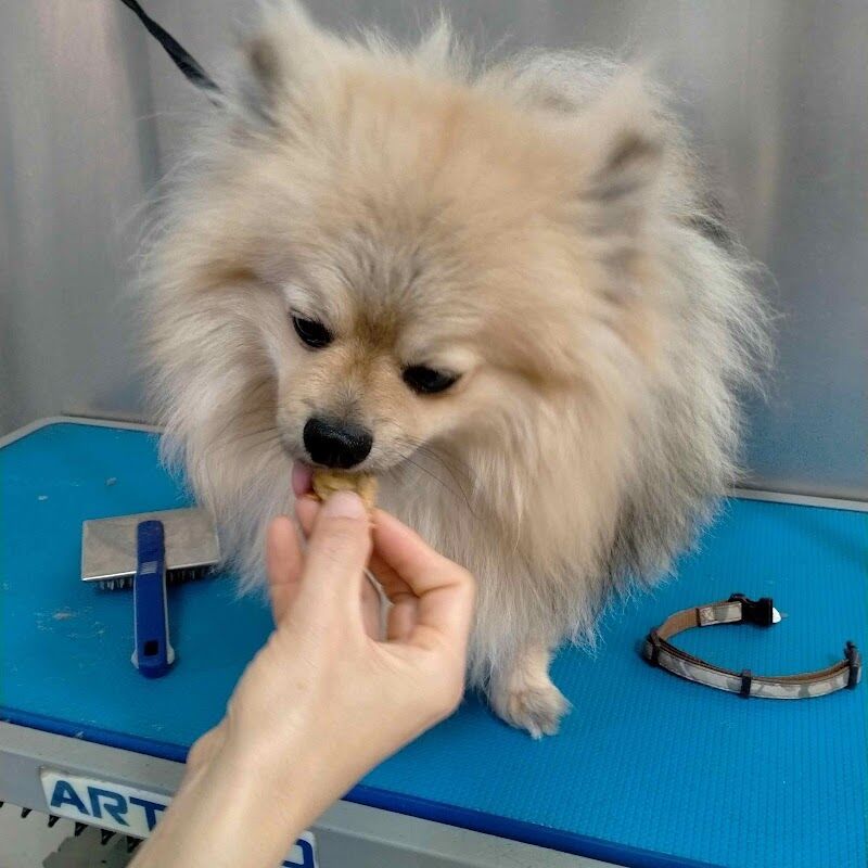 Imagen de negocio en Pastelería para mascotas en Provincia de Cádiz