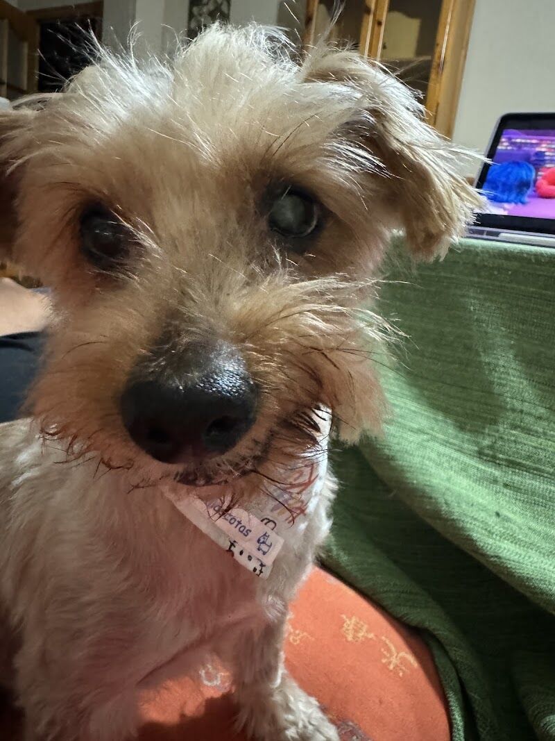 Imagen de negocio en Estética animal en Provincia de Cádiz