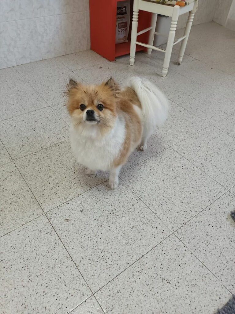 Imagen de Plemascotas Peluquería Canina y Felina