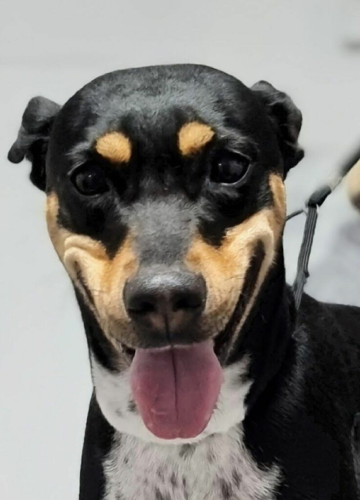 Imagen de Plemascotas Peluquería Canina y Felina