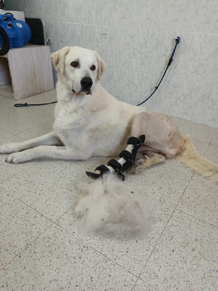 Imagen de Plemascotas Peluquería Canina y Felina