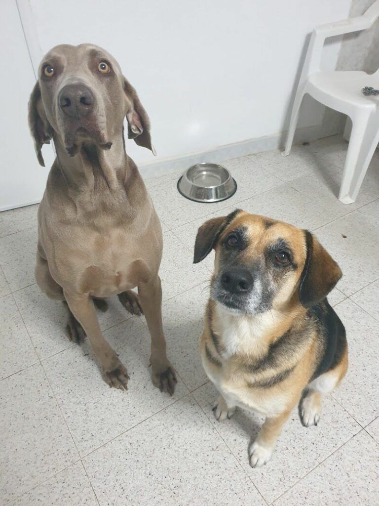 Imagen de Plemascotas Peluquería Canina y Felina