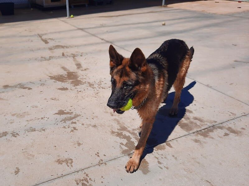 Imagen de negocio en Refugio de animales en Provincia de Cádiz