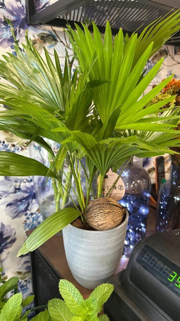 Imagen de Tarifa Floral