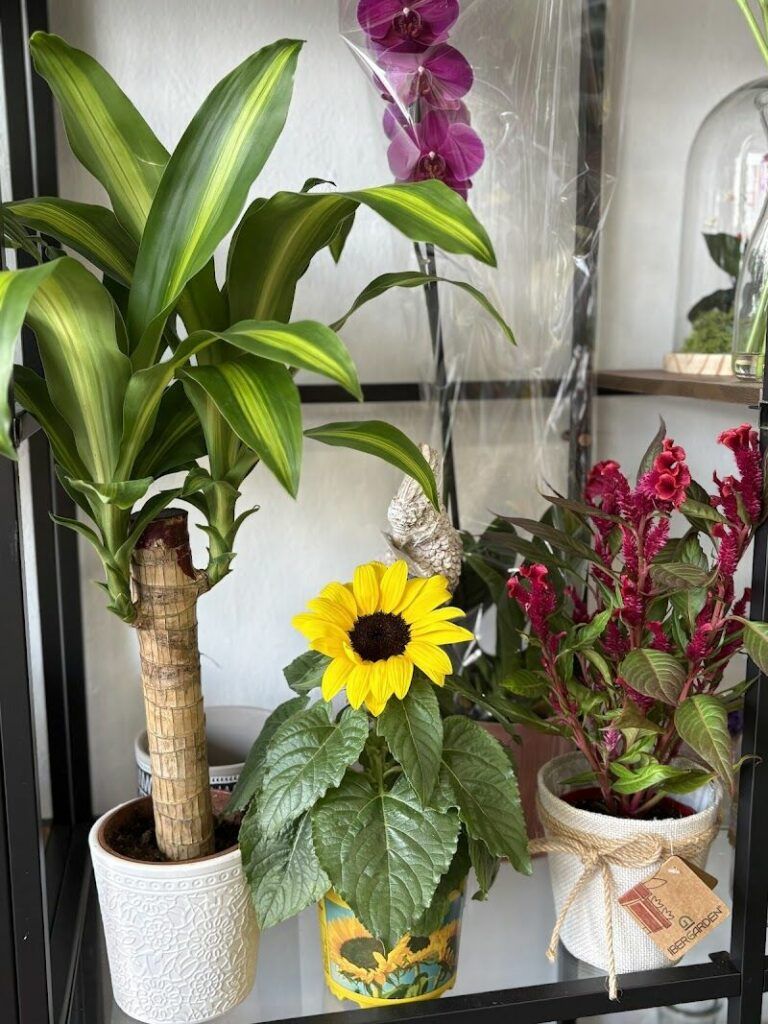 Imagen de Tarifa Floral