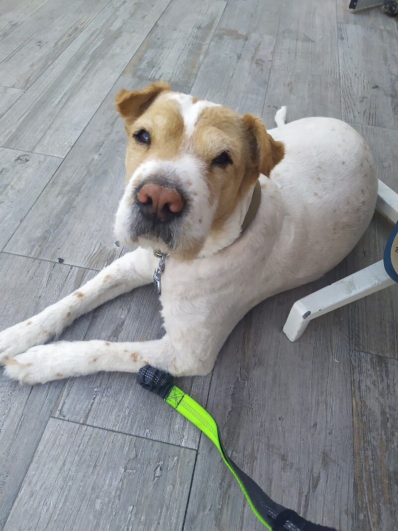 Imagen de negocio en Veterinaria en Provincia de Cádiz