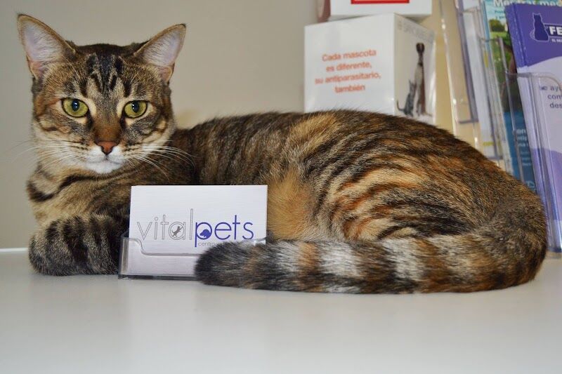 Imagen de Centro Veterinario Vital Pets