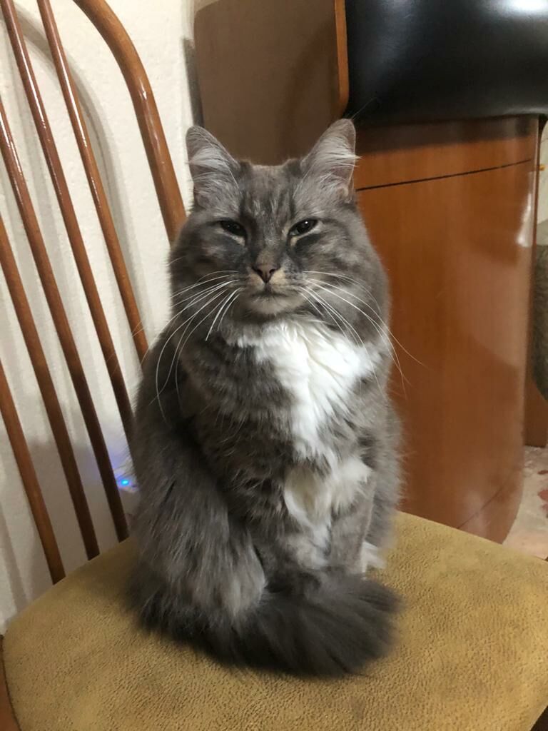 Imagen de Centro Veterinario Vital Pets