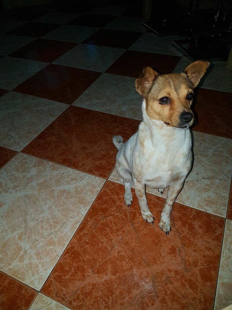 Imagen de Centro Veterinario Vital Pets