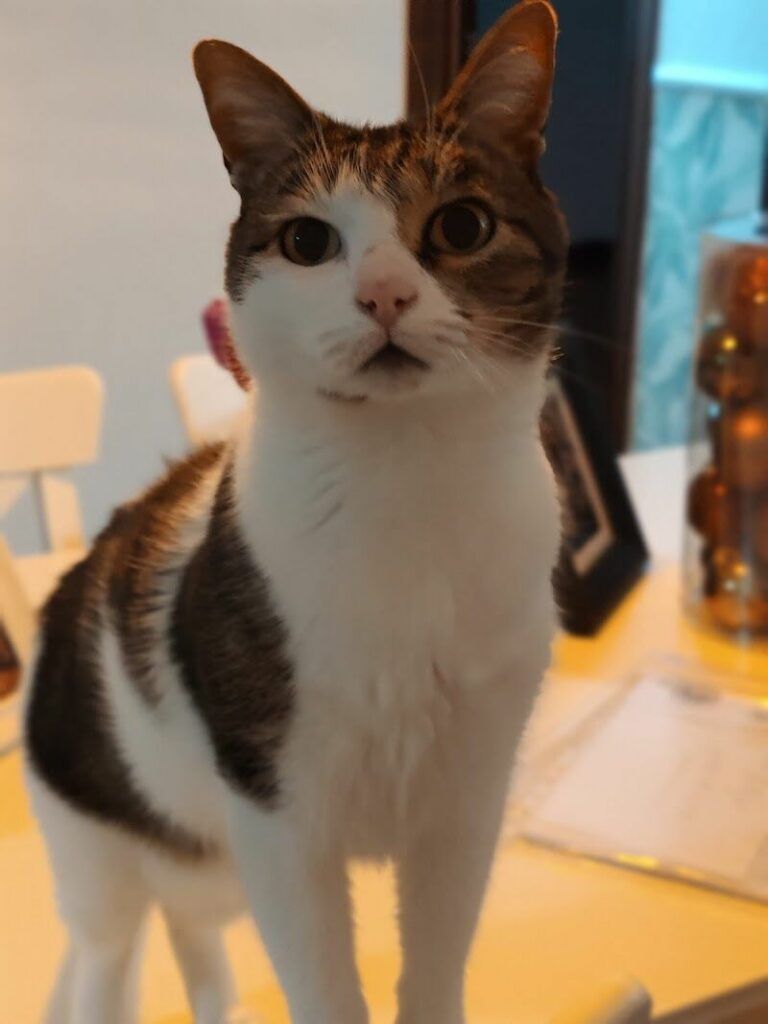 Imagen de Centro Veterinario Vital Pets