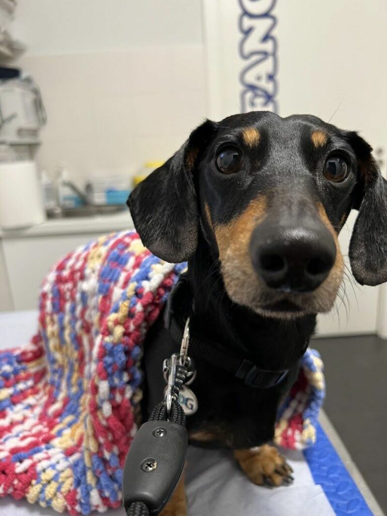 Imagen de Centro Veterinario Vital Pets