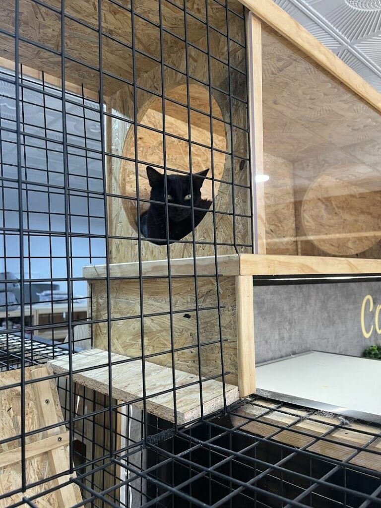 Imagen de Zoonia | Tienda de Animales y Coffe Cat en Huelva