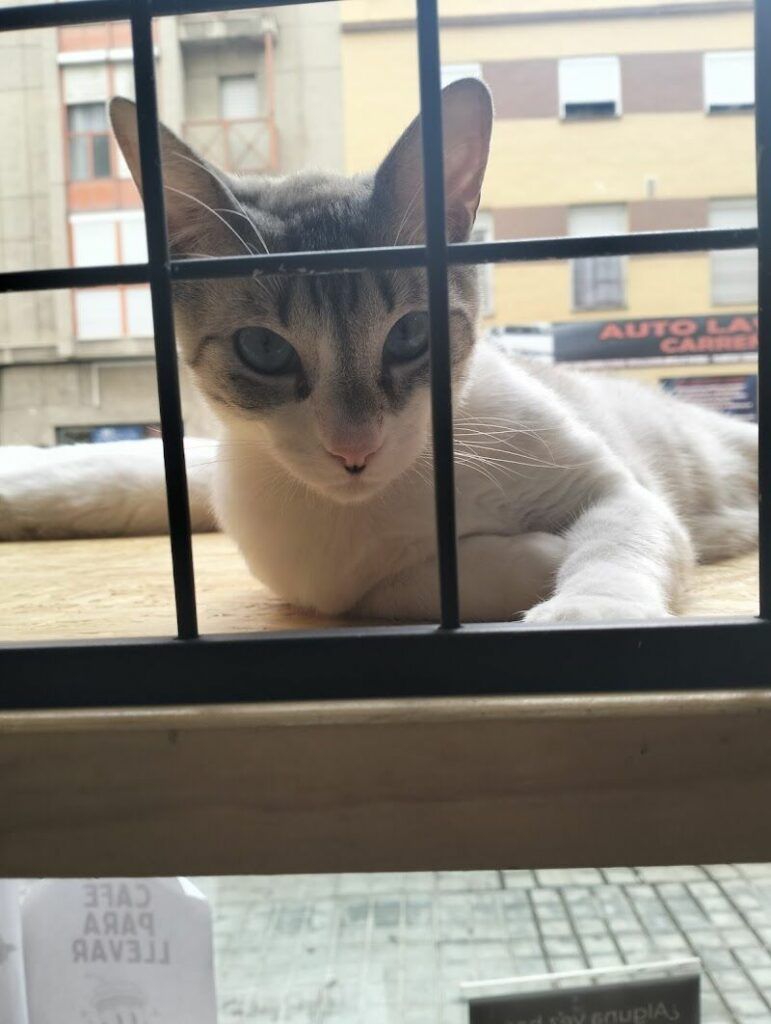 Imagen de Zoonia | Tienda de Animales y Coffe Cat en Huelva