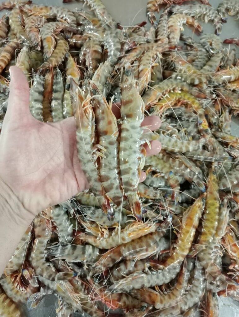 Imagen de Cocedero de Mariscos el Tali