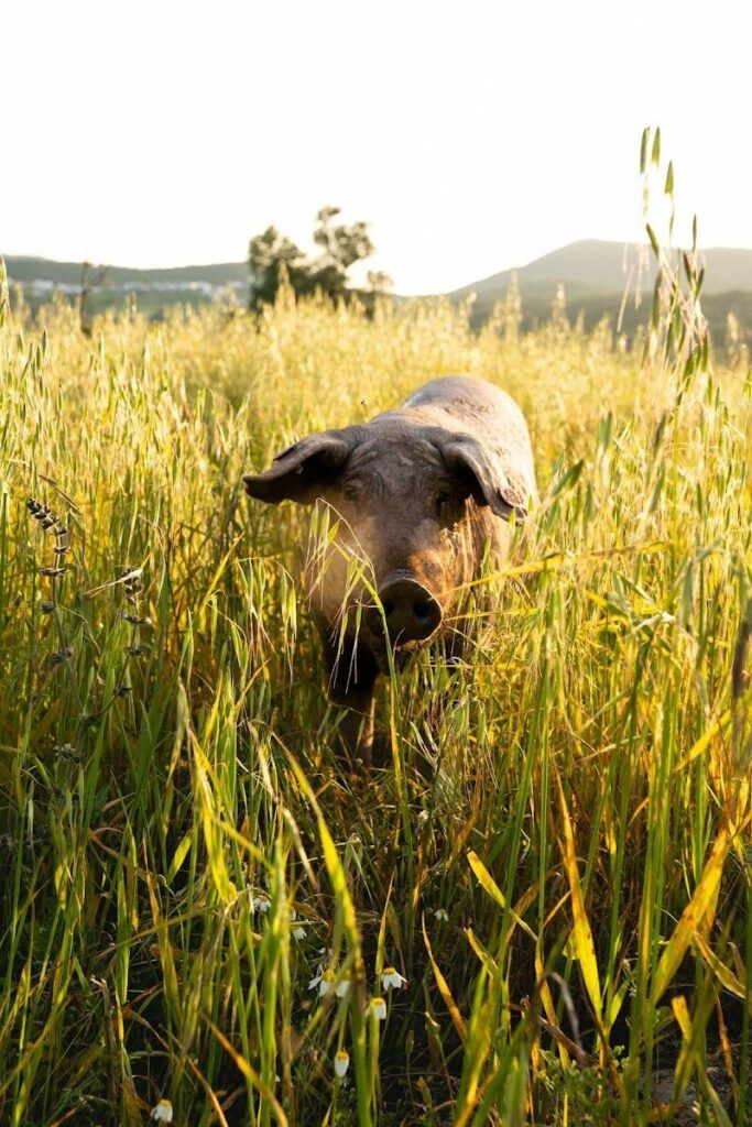 Imagen de La Última Dehesa | Productos Ibéricos