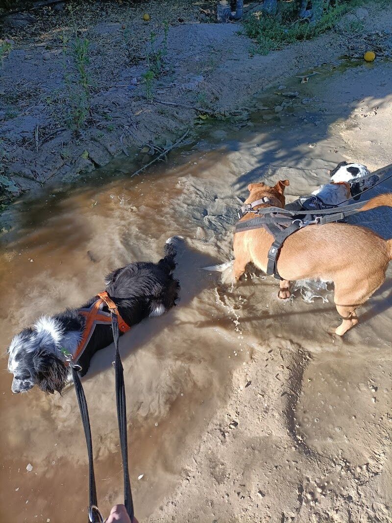 Imagen de negocio en Protectora de animales en Provincia de Alicante