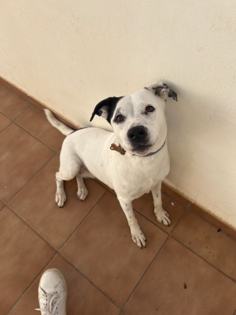 Imagen de negocio en Refugio de animales en Región de Murcia
