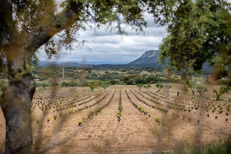 Imagen de negocio en Alimentación en San Martín de Valdeiglesias
