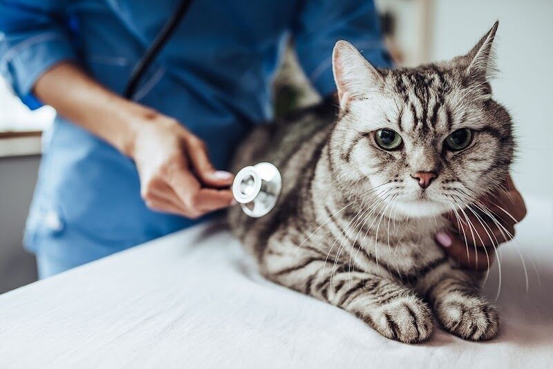 Imagen de negocio en Clínica veterinaria en Losa del Obispo