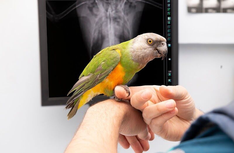 Imagen de negocio en Clínica veterinaria en Losa del Obispo