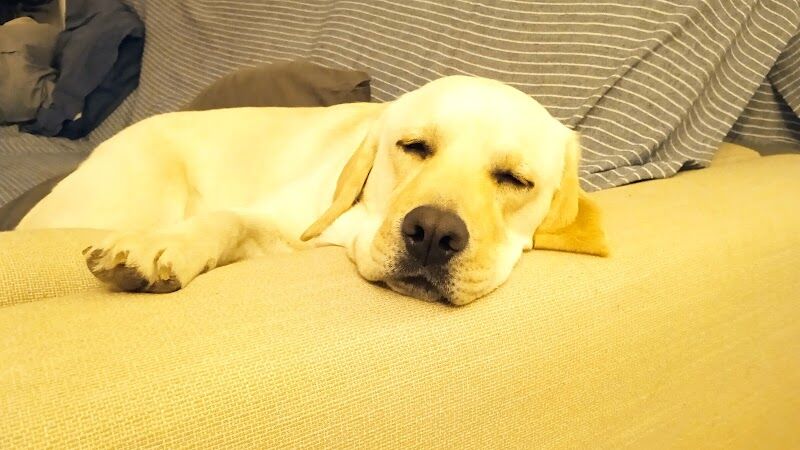 Imagen de Adiestramiento Canino Bec