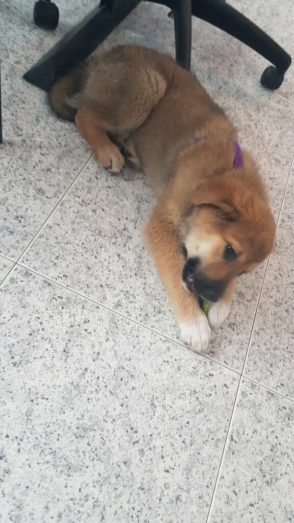 Imagen de Clinica Veterinaria Buenavista