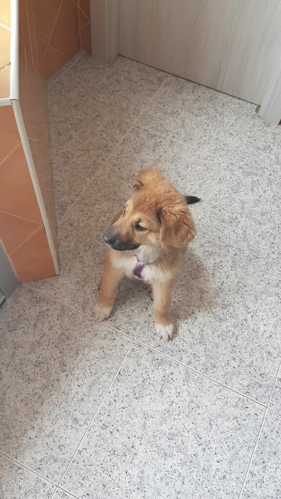 Imagen de Clinica Veterinaria Buenavista