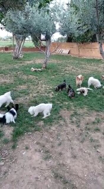 Imagen de El Refugio de Zarcan, Guardería Canina Pinseque