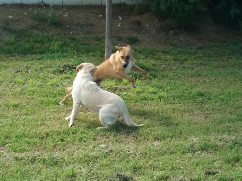 Imagen de Residencia Canina Happy Dogs