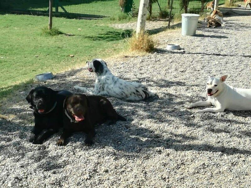 Imagen de Residencia Canina Happy Dogs