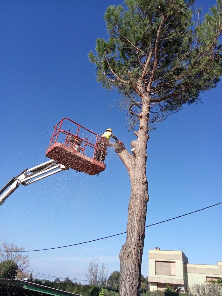 Imagen de Jardinería Poda y Tala Noel Campaña Contra Incendios