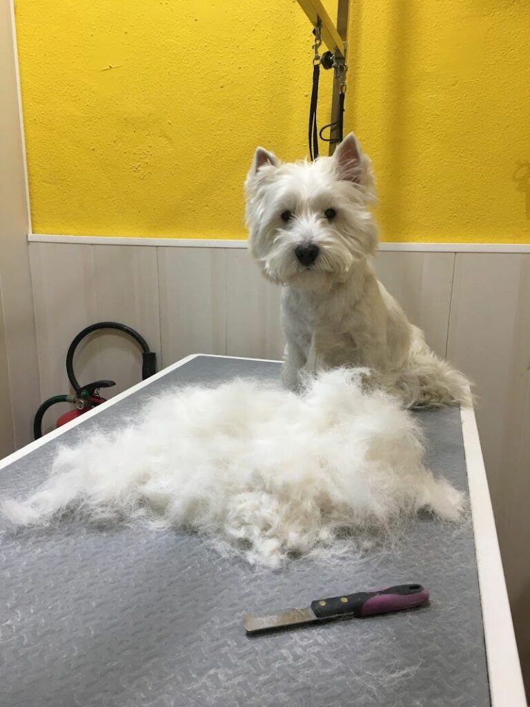 Imagen de Peluquería Canina la Mansión de Leo