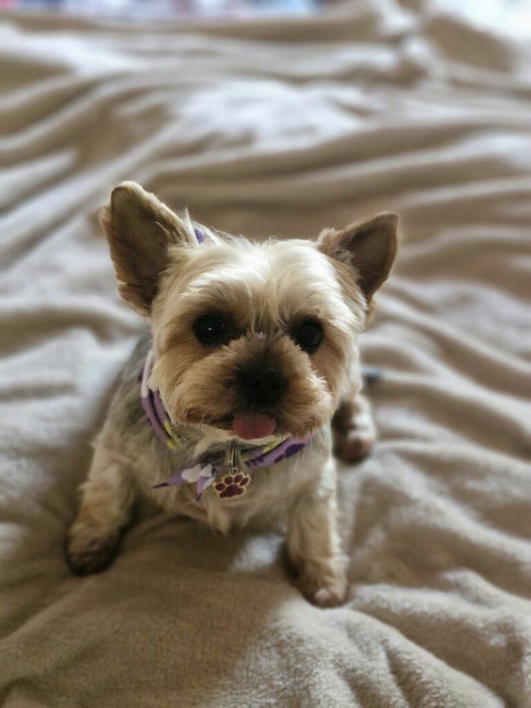 Imagen de Blanqui Educación Canina y Peluqueria