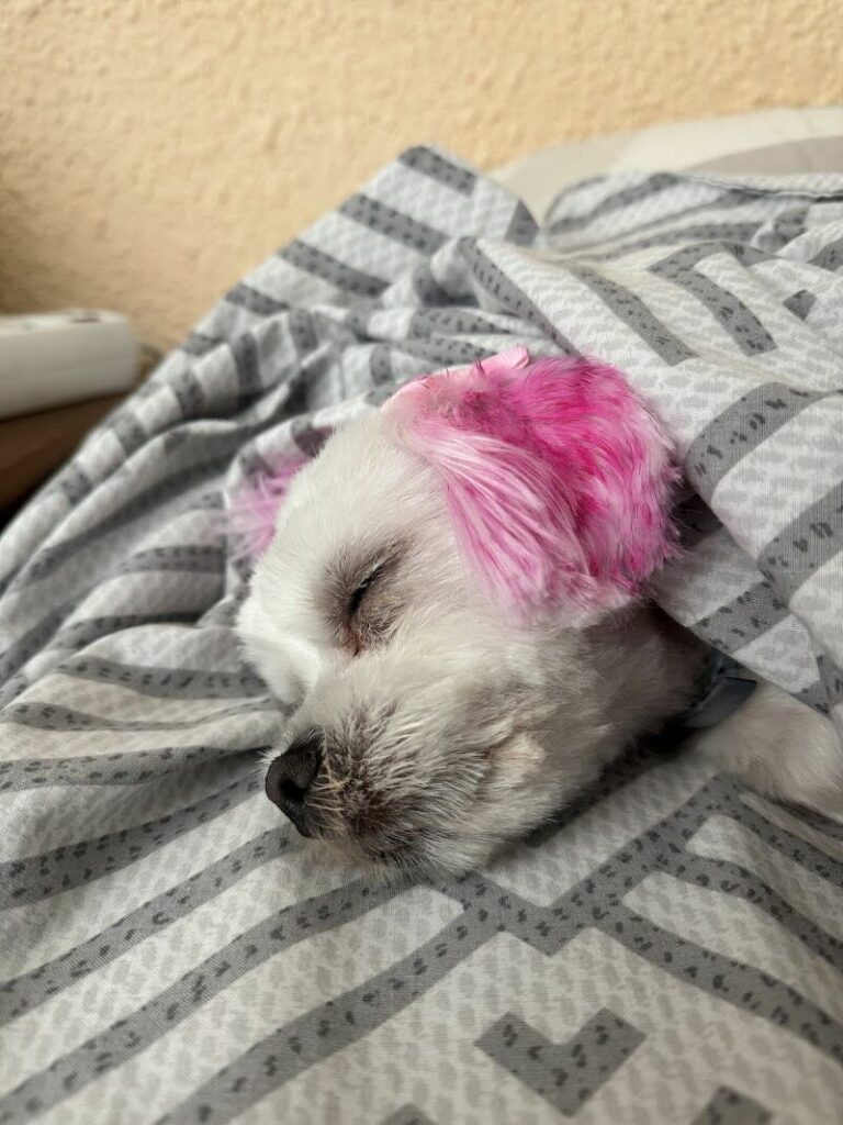 Imagen de Blanqui Educación Canina y Peluqueria