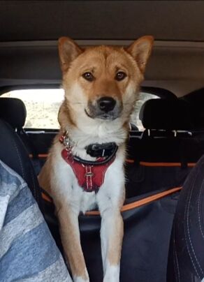 Imagen de Albergue Sanitario de Animales (provincial)