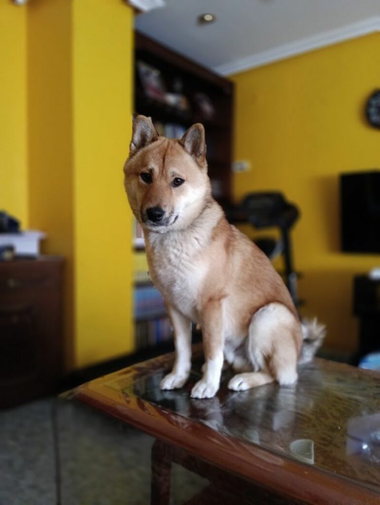 Imagen de Albergue Sanitario de Animales (provincial)