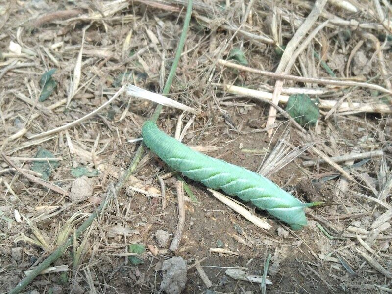 Imagen de Albergue Sanitario de Animales (provincial)