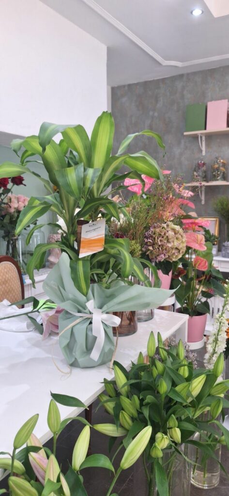 Imagen de Iván Estudio Floral