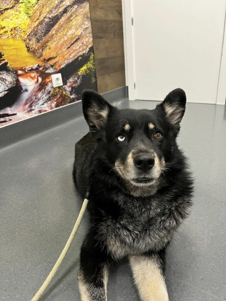 Imagen de Hospital Aralar Veterinarios