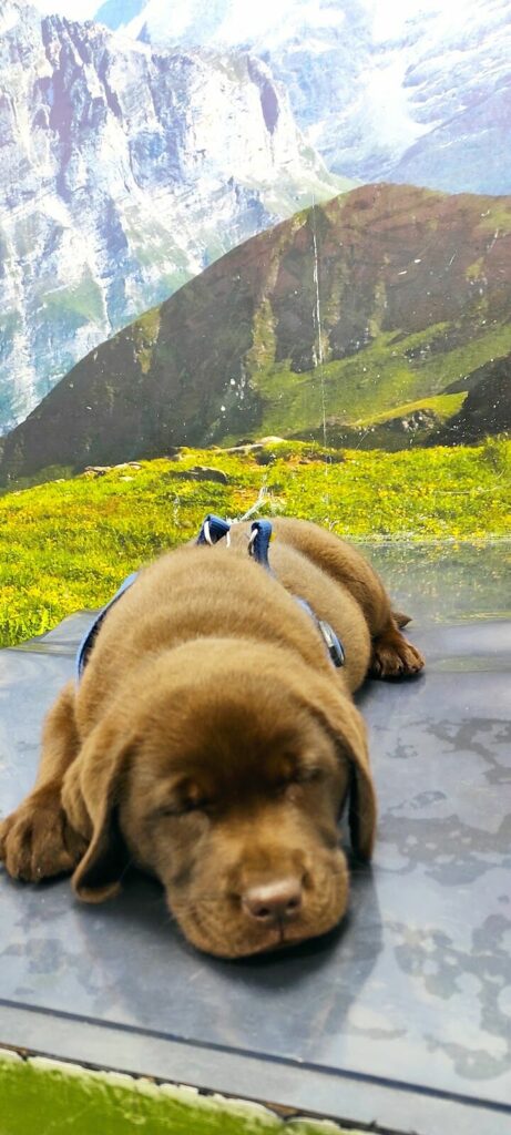 Imagen de Hospital Aralar Veterinarios