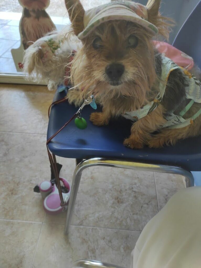 Imagen de Clinican Veterinarios